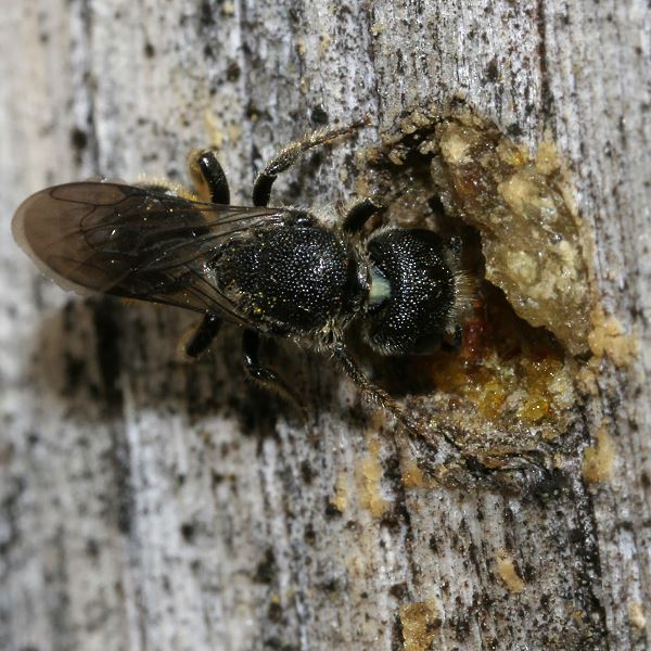 Heriades truncorum, W (2)