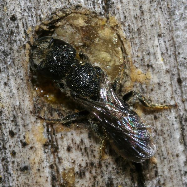 Heriades truncorum, W (3)