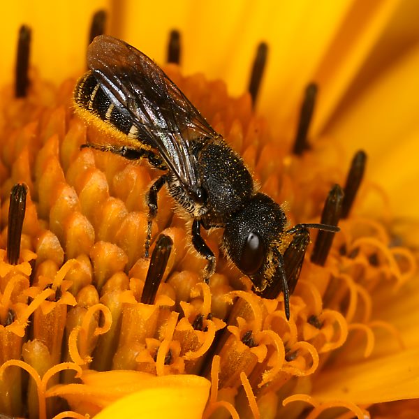 Heriades truncorum, W