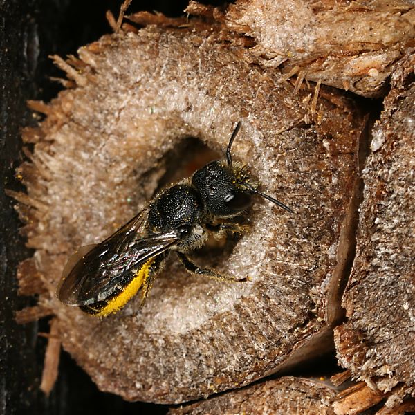 Heriades truncorum, W