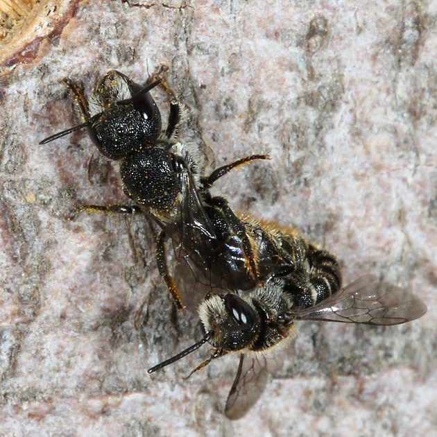 Heriades truncorum: Paarung