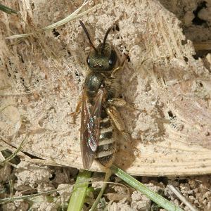 Halictus tumulorum, W