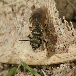 Halictus tumulorum, W