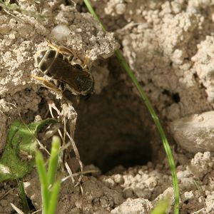 Halictus tumulorum, W