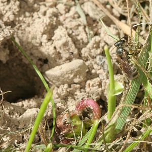 Halictus tumulorum, W