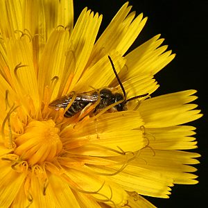 Halictus tumulorum, M
