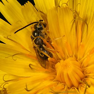 Halictus tumulorum, M