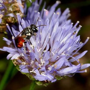Hylaeus variegatus, W