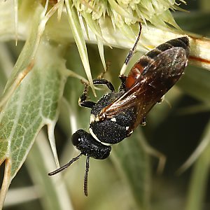 Hylaeus variegatus, W