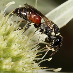 Hylaeus variegatus, W