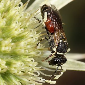 Hylaeus variegatus, W