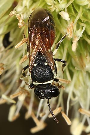 Hylaeus variegatus, W