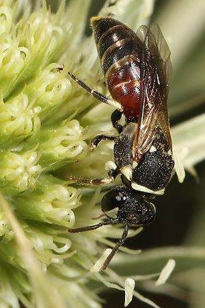 Hylaeus variegatus, W