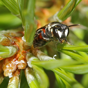 Hylaeus variegatus, W