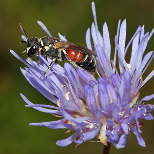 Hylaeus variegatus, W