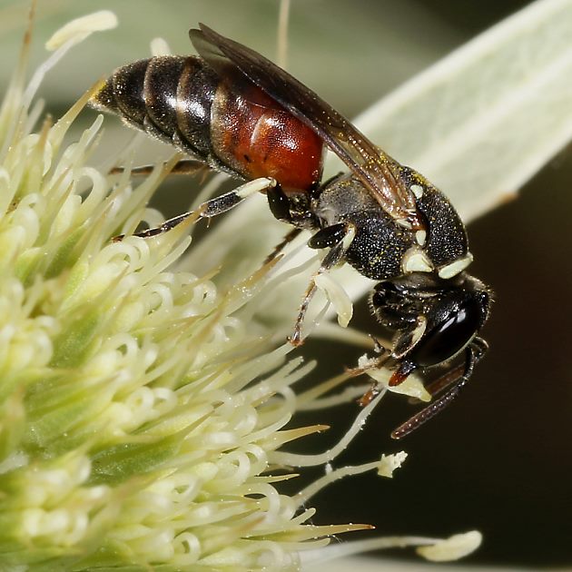 Hylaeus variegatus, W
