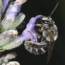 Schmalbiene Lasioglossum albocinctum, M