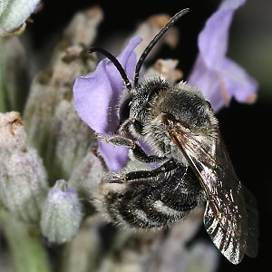 Lasioglossum albocinctum, M