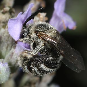 Lasioglossum albocinctum, M