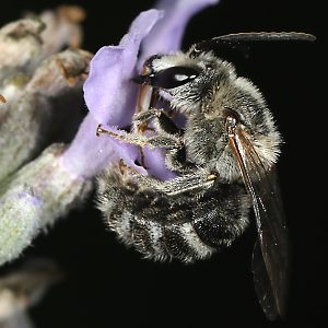 Lasioglossum albocinctum, M