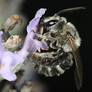 Lasioglossum albocinctum, M