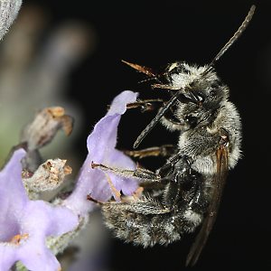 Lasioglossum albocinctum, M