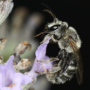 Lasioglossum albocinctum, M