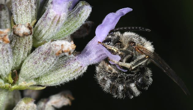 Lasioglossum albocinctum, M