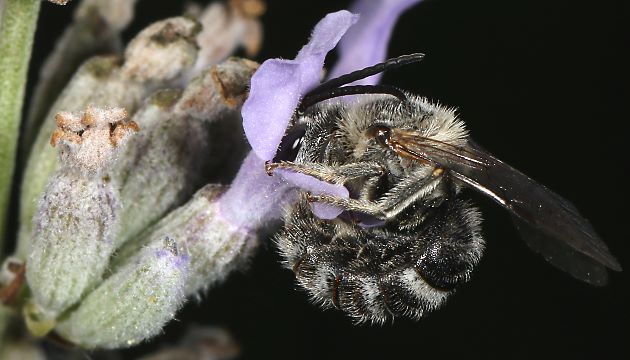 Lasioglossum albocinctum, M