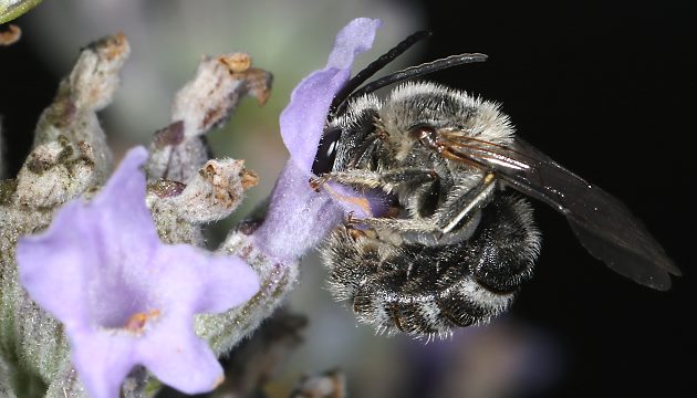 Lasioglossum albocinctum, M