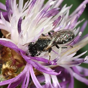 Lasioglossum albocinctum, M