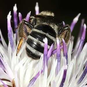 Lasioglossum albocinctum, W