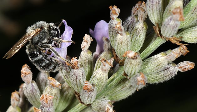 Lasioglossum albocinctum, M