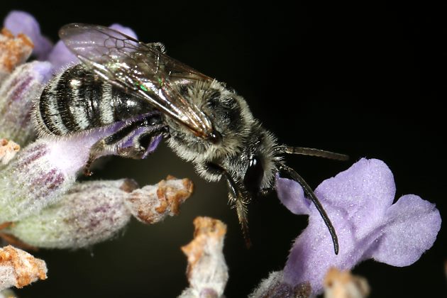 Lasioglossum albocinctum, M