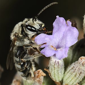 Lasioglossum albocinctum, M