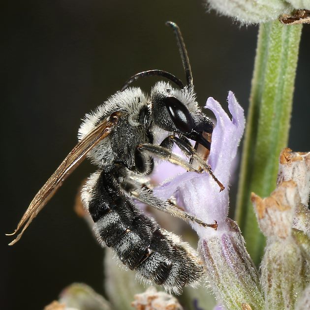 Lasioglossum albocinctum, M