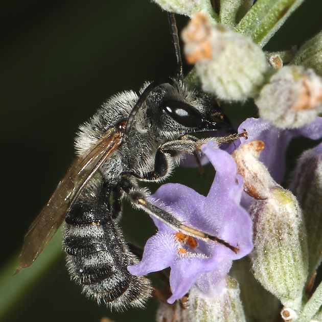 Lasioglossum albocinctum, M