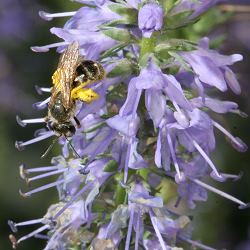 Lasioglossum, W Lasioglossum, W