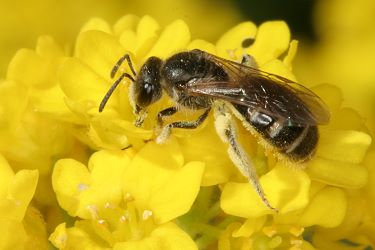 Lasioglossum, W Lasioglossum, W