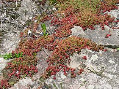 Lasioglossum, W Lasioglossum, W
