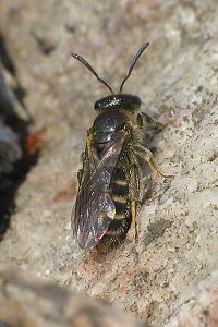 Lasioglossum, W Lasioglossum, W