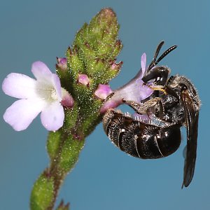 Lasioglossum spec.