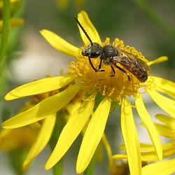 Furchen- bzw. Schmalbiene Lasioglossum calceatum, M Furchenbiene Lasioglossum calceatum, M
