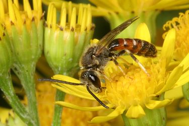 Lasioglossum calceatum, M Lasioglossum calceatum, M