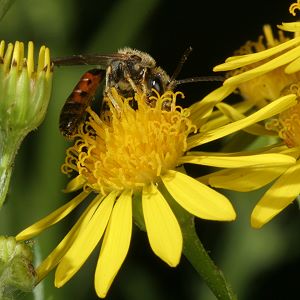 Lasioglossum calceatum, M Lasioglossum calceatum, M
