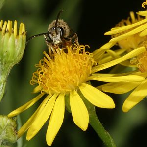 Lasioglossum calceatum, M Lasioglossum calceatum, M