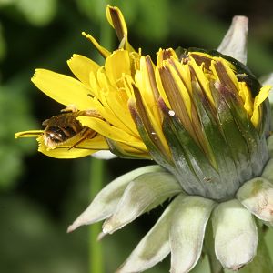 Lasioglossum calceatum, W Lasioglossum calceatum, W