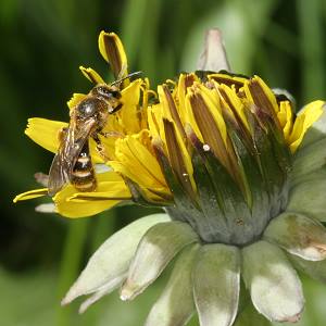 Lasioglossum calceatum, W Lasioglossum calceatum, W