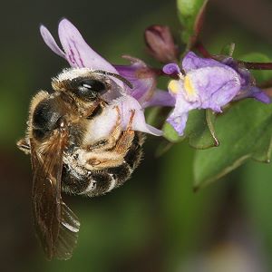 Lasioglossum calceatum, W Lasioglossum calceatum, W