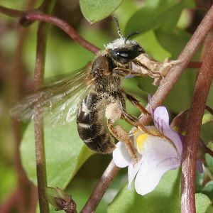 Lasioglossum calceatum, W Lasioglossum calceatum, W